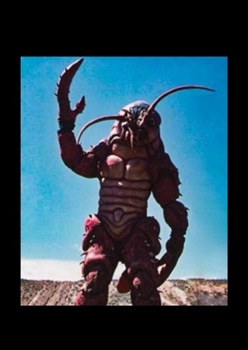 Commander crayfish