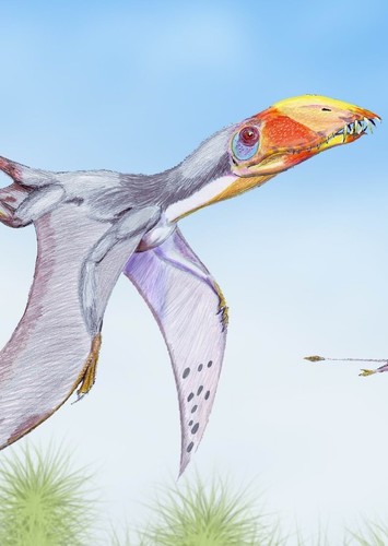 Comodactylus