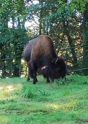 Connecticut's Beardsley Zoo