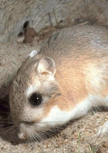 Cool the Kangaroo Rat