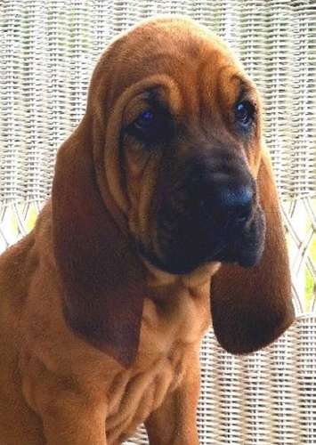 Copper “Young”