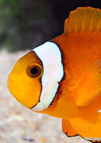 Coral