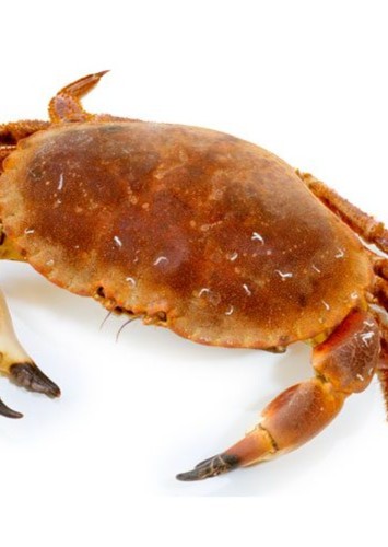 Cornelius the Crab