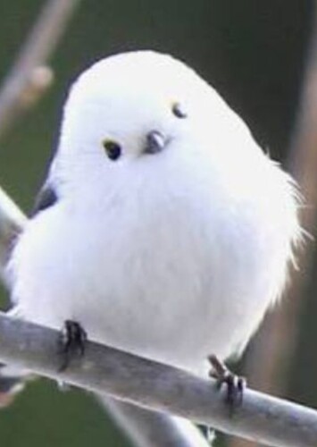 Cory the Little Bird
