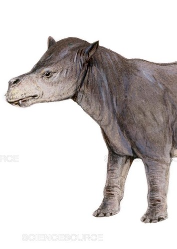 Coryphodon