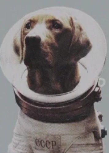 Cosmo The Dog