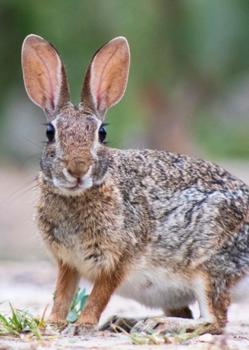 Cottontail