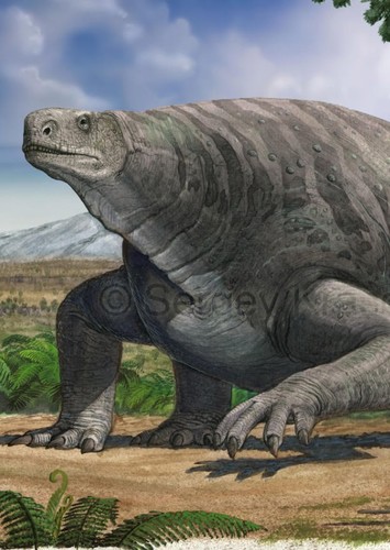 Cotylorhynchus
