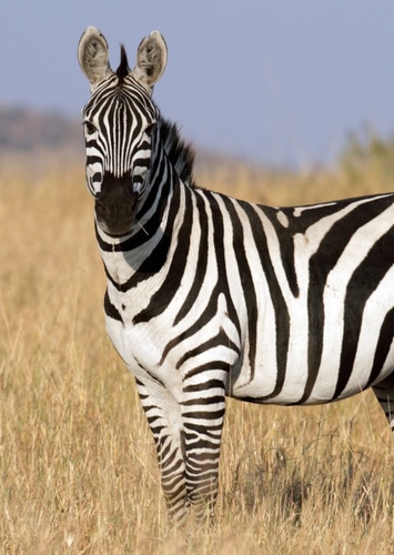 Zebra (male)
