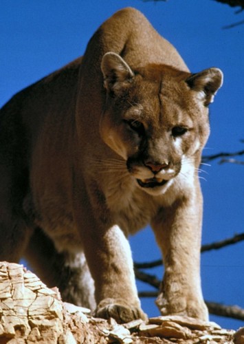 Cougar