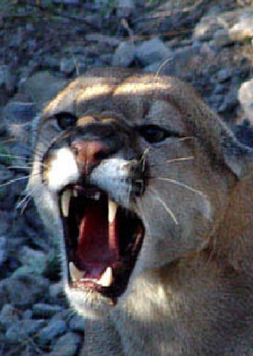 Cougar
