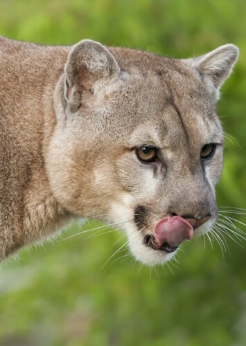 Cougar