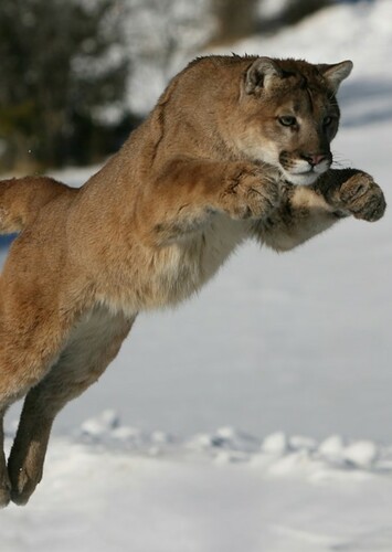 Cougar