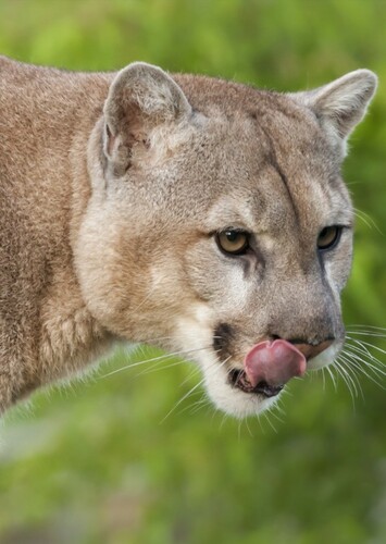 Cougar