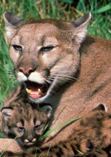 Cougar