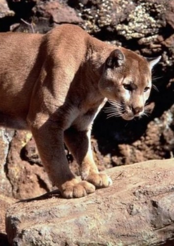 Cougar (Frank Welker)