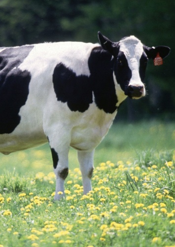 Cow