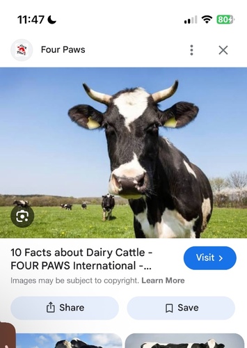 Cow