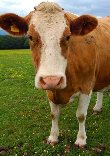 Cow
