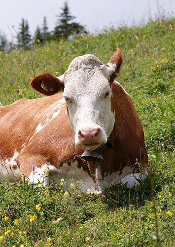Cow