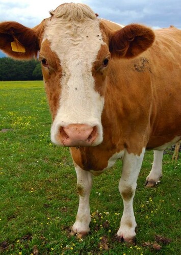 Cow