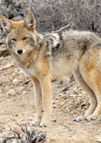 Coyote