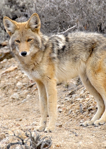 Coyote