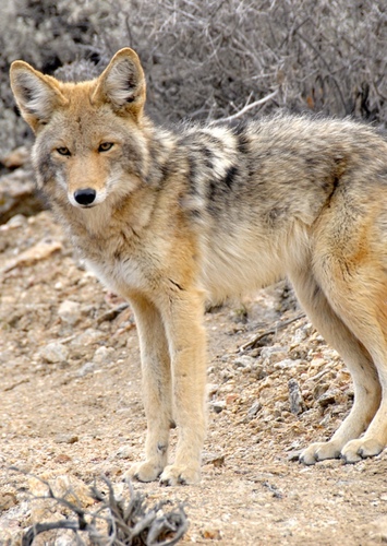 Coyote