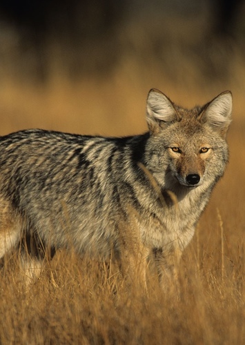 Coyote