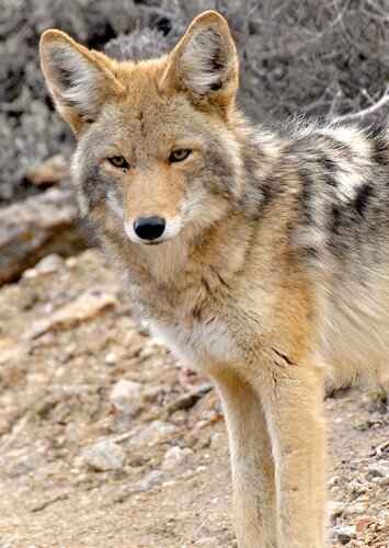 Coyote