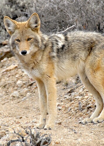 Coyote