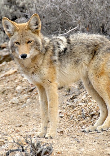 Coyote