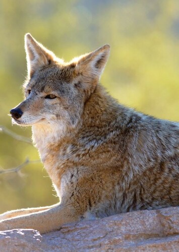 Coyote