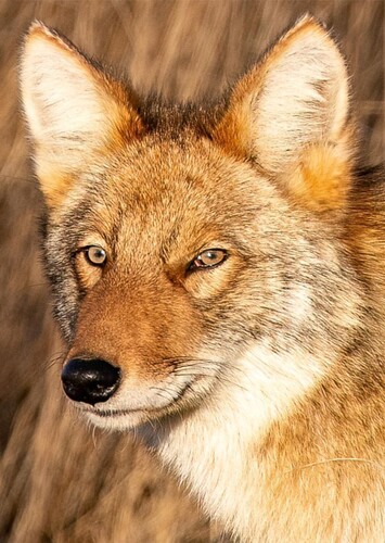 Coyote