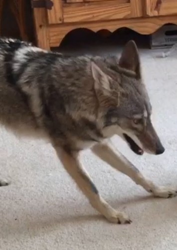 Coyoteplayz
