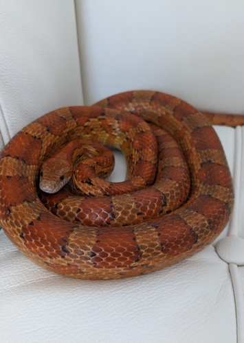 Craig the Corn Snake