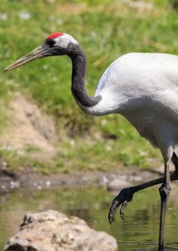 Crane