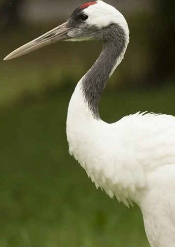 Crane