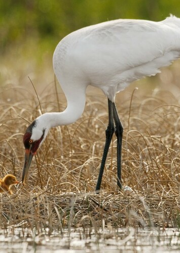 Crane