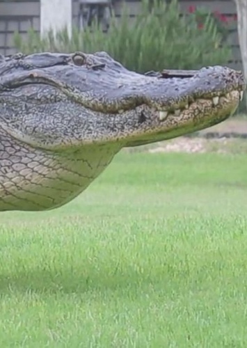 Cranky the Alligator