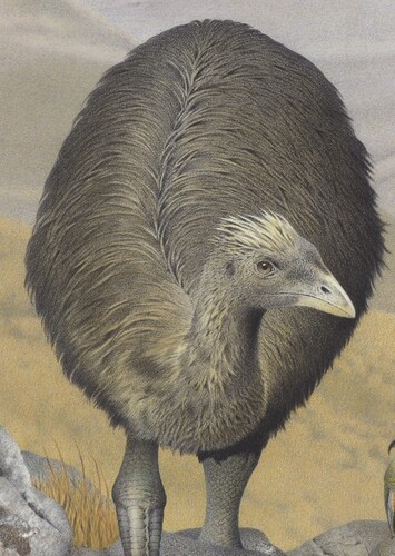 Crested Moa