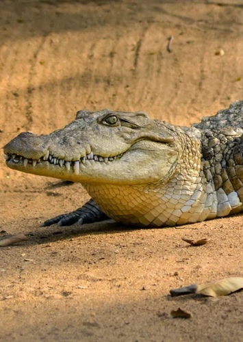 Cretaceous