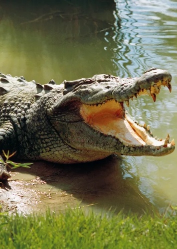 Crocodile