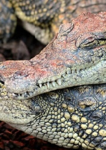 Crocodile