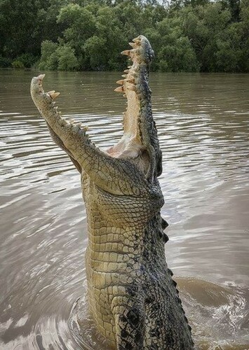 Crocodile