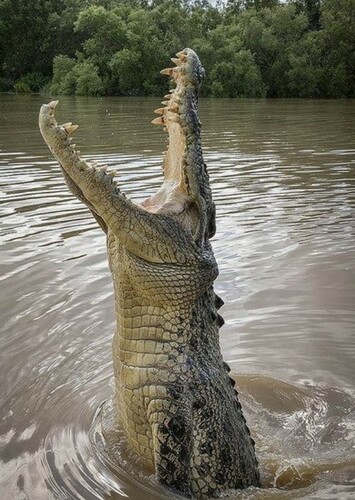 Crocodile