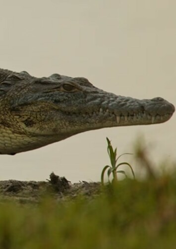 Crocodile