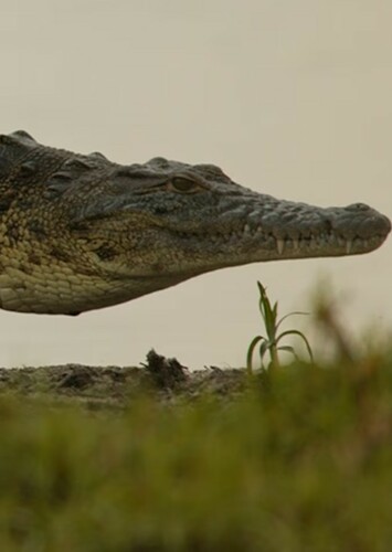 Crocodile