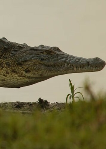 Crocodile