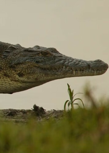 Crocodile